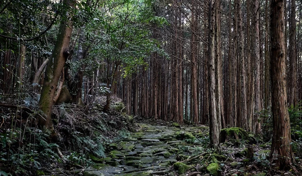 樹林中一條石徑